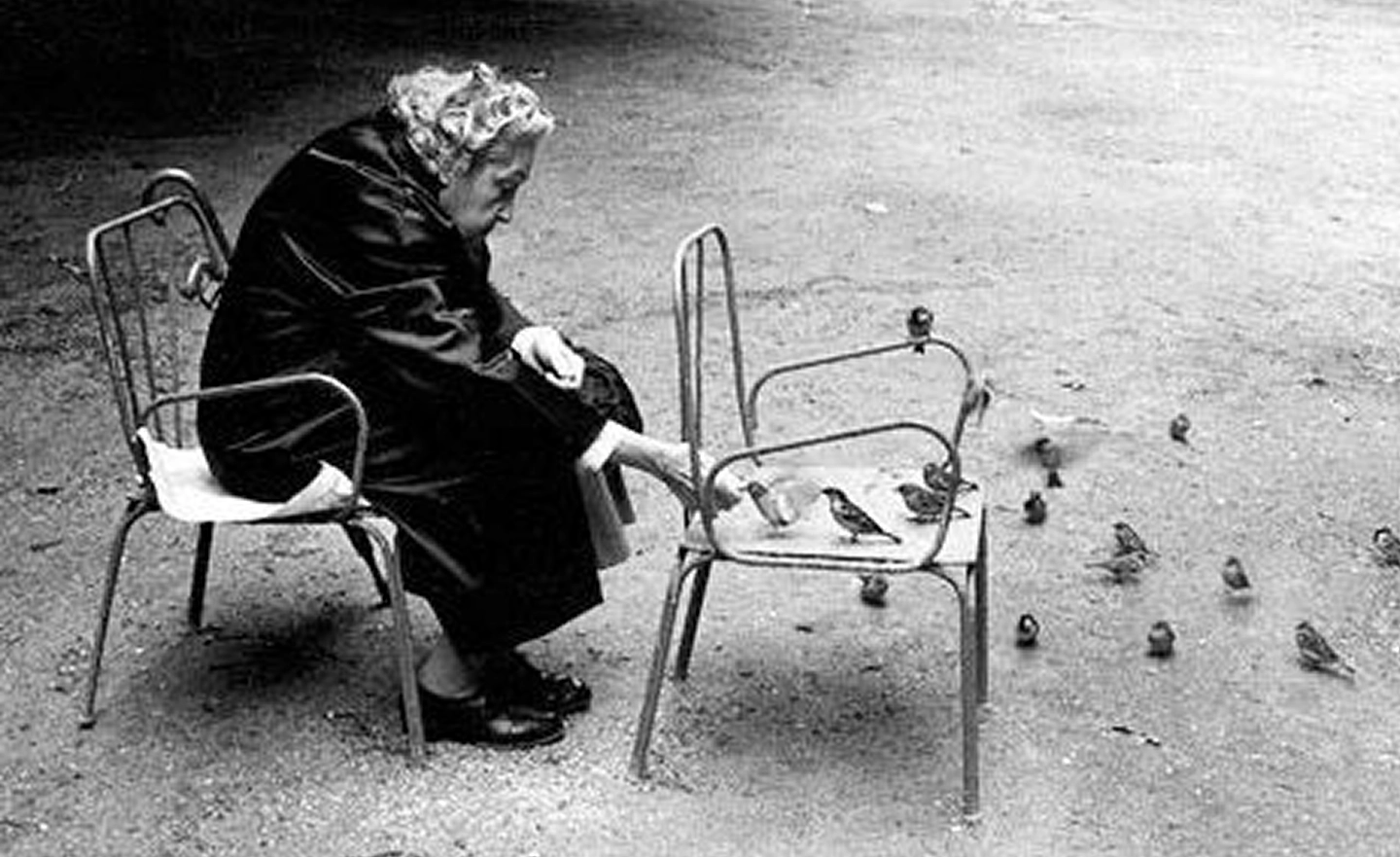 Senior offrant des graines à des oiseaux ambiance paisible